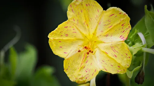 Wunderblume