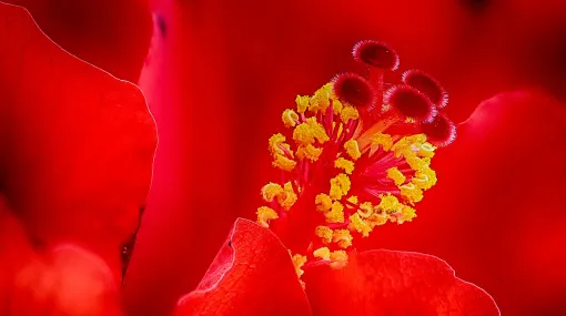 Hibiscus rosa-sinensis