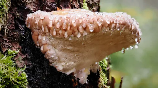 Rotrandiger Baumschwamm - Fomitopsis pinicola