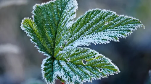 Blatt mit Morgenfrost