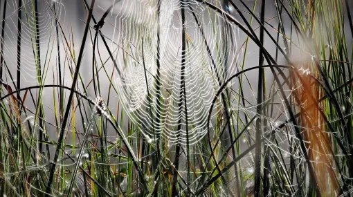 Spinnennetze