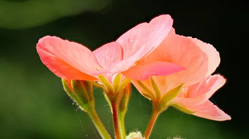Rosa Geranie