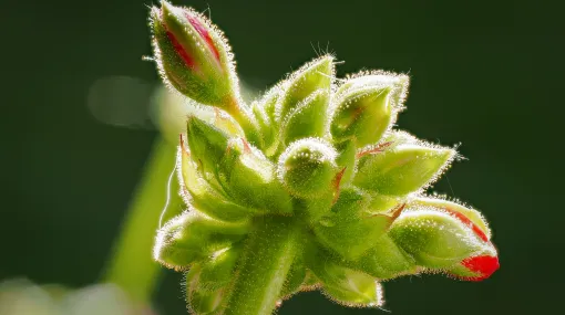 Geraniumknospen