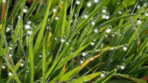 Gras mit Morgentau im Sonnenlicht