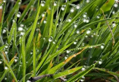 Gras mit Morgentau im Sonnenlicht