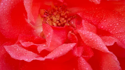 Das Zentrum einer Rose