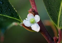 Blüte einer Stechpalme