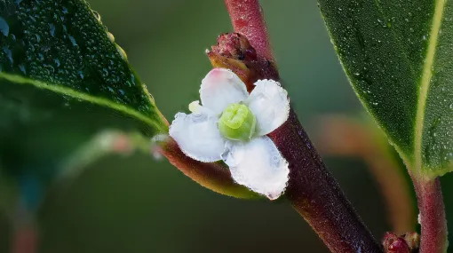 Blüte einer Stechpalme