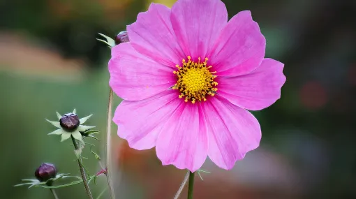 Schmuckkörbchen, Cosmea bipinnata