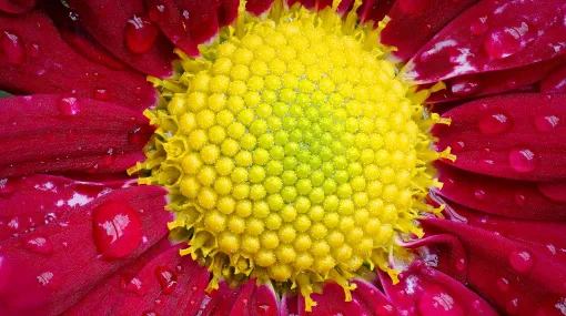 Aster