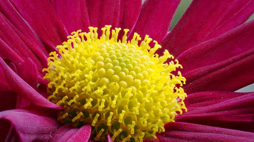 Winteraster