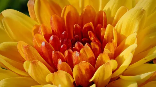 Aster im Sonnenlicht