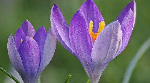Krokus Duo