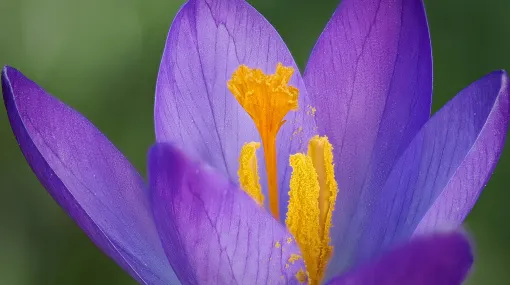 Violett und orange