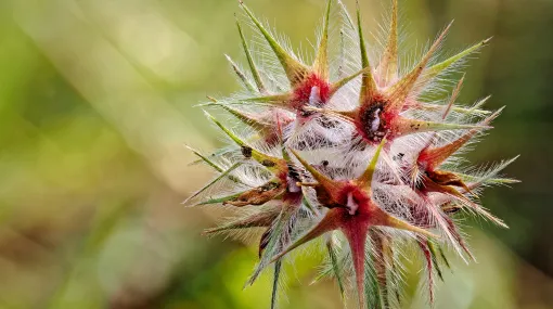 Sternklee / Trifolium stellatum