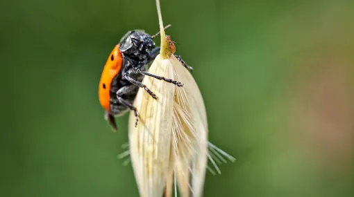 Jäger und Gejagte