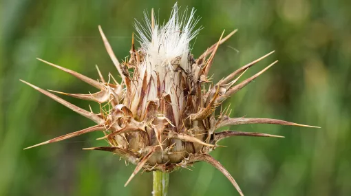 Mariendistel