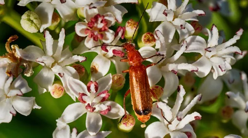 Weichkäfer