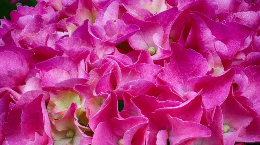 Rosa Hortensie