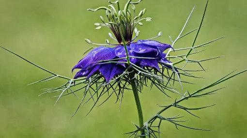 Jungfer im Grünen - Nigella damascena