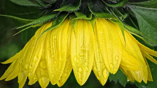 Sonnenblume nach dem Regen