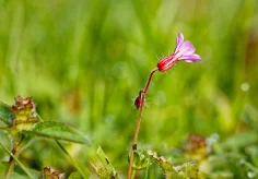 Unbekanntes im Rasen