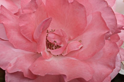 Rosenblüte  