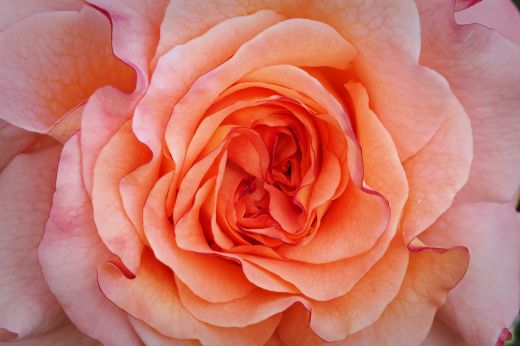 Unzählige Blütenblätter   - einer Rose