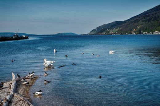 Seevögel am Ufer des Bielersee II   - beim Strandboden