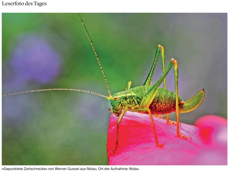 Leserfoto des Tages im Bieler Tagblatt vom 19. August  2025