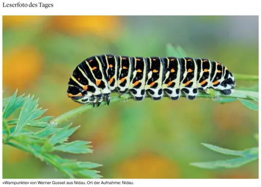 Leserfoto des Tages im Bieler Tagblatt vom 28. August  2025